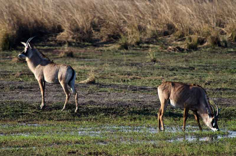 184 - Namibia - antilopes Roan - reserva de animales Mahango